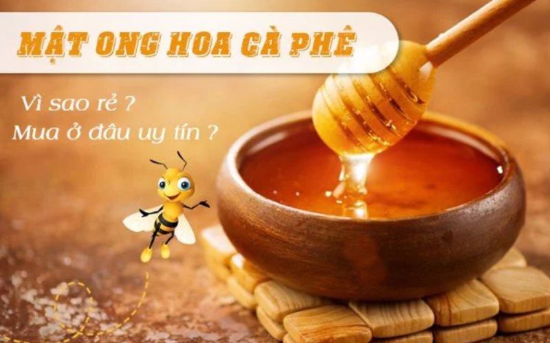 Mật Ong Hoa Cà Phê - Nguyên Chất 100%